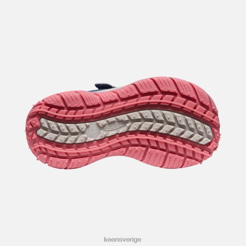 Keen liten farthund LVJV0544 blå vinge krickfruktduva