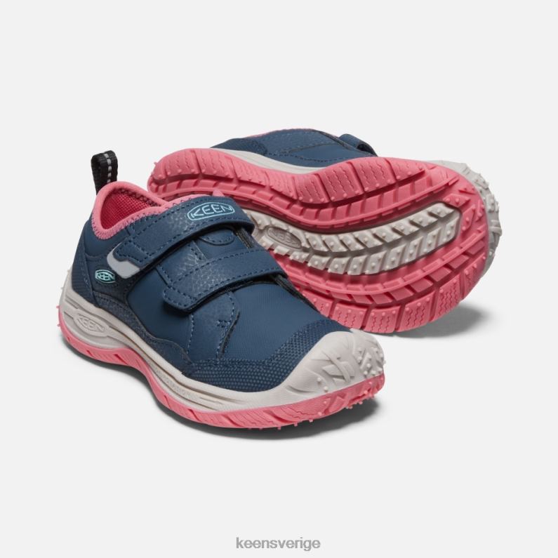 Keen liten farthund LVJV0544 blå vinge krickfruktduva