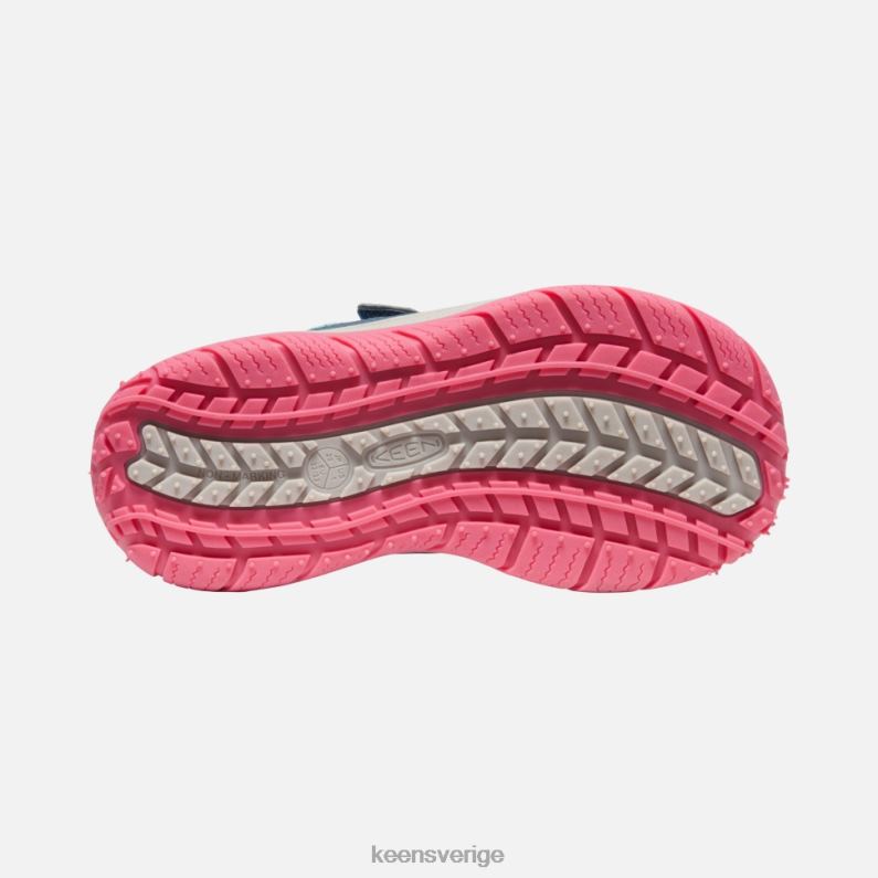 Keen stor hastighetshund LVJV0542 blå vinge krickfruktduva