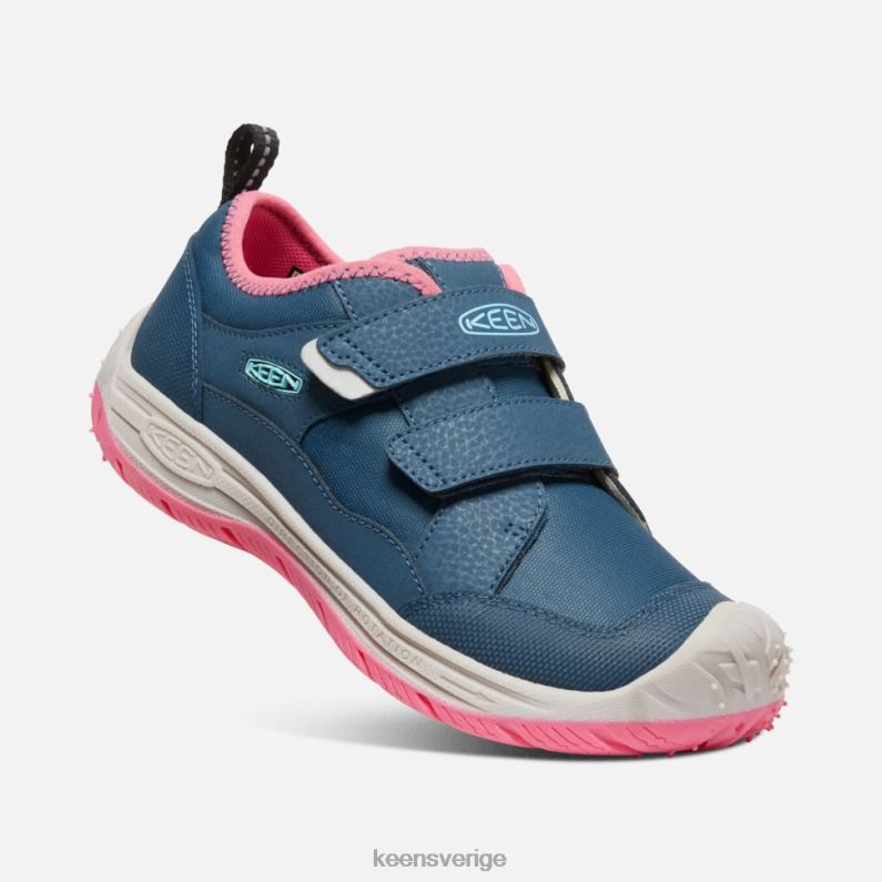 Keen stor hastighetshund LVJV0542 blå vinge krickfruktduva