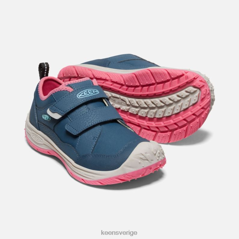 Keen stor hastighetshund LVJV0542 blå vinge krickfruktduva