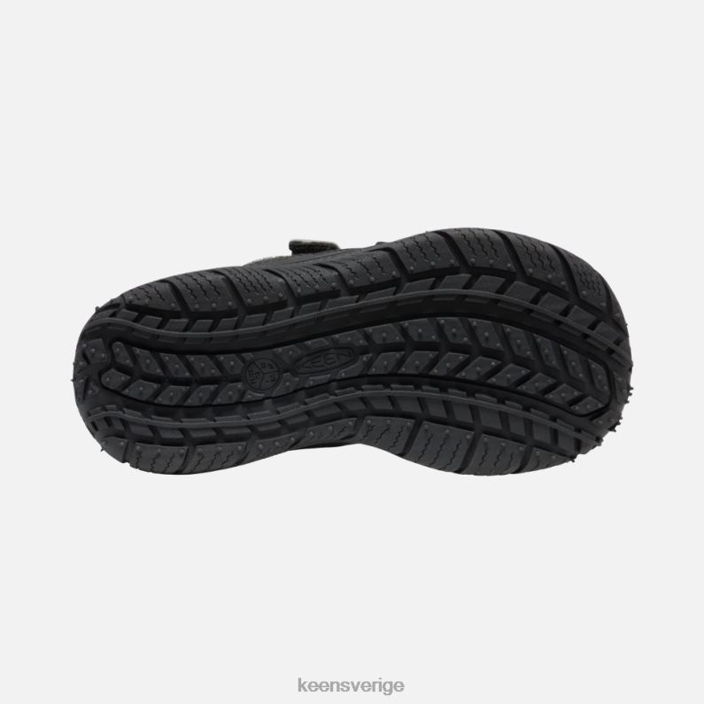 Keen stor hastighetshund LVJV0543 svart silver